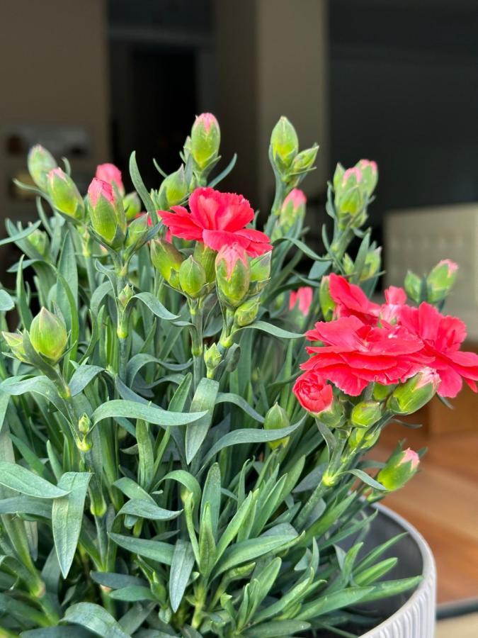 סרנדה 3B Suites Boutique Hotel מראה חיצוני תמונה