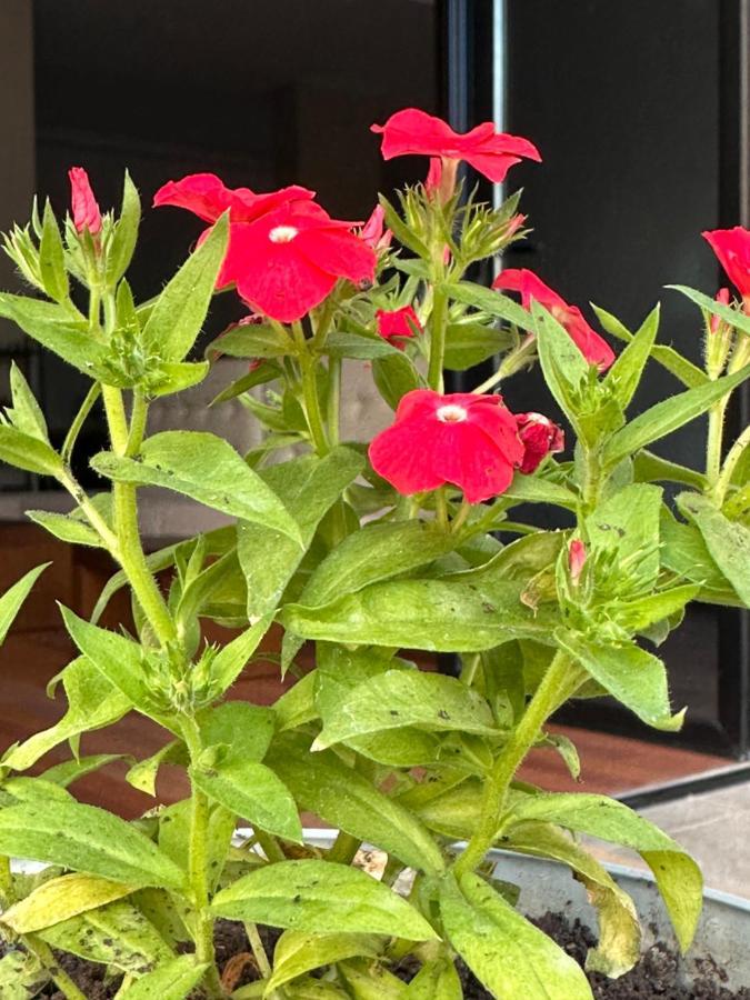 סרנדה 3B Suites Boutique Hotel מראה חיצוני תמונה
